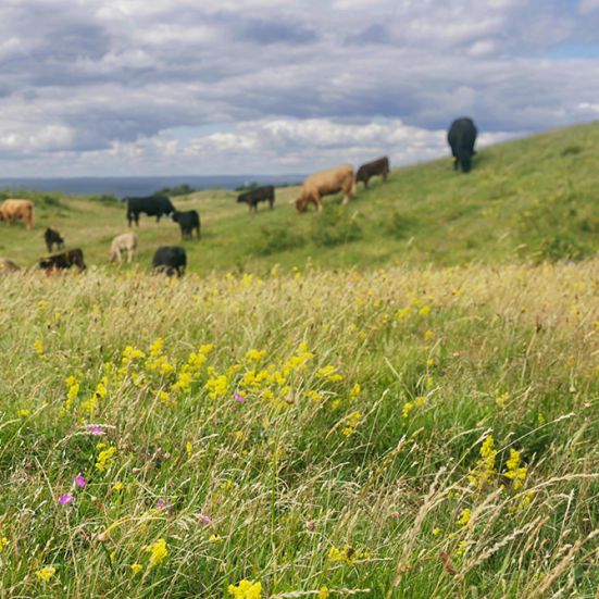 Mark med vilde blomster og køer