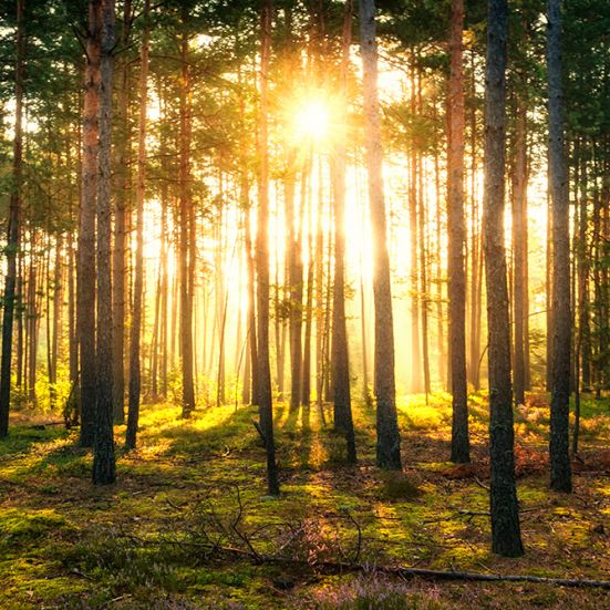 Tæt skov med solnedgang